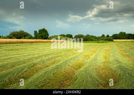 Eine Wiese mit Traktor und bewölktem Himmel, Ostpolen Stockfoto