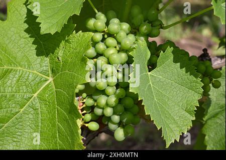 11. Juli 2024, Brandenburg, Pillgram: Unreife und grüne Trauben hängen an einer Rebe im Weingut Patke eGbR. Weingut Patke eGbR im oderspree-Landkreis Brandenburg wurde 2016 von den Brüdern Matthias und Marcel Jahnke sowie Steffen und Holger Lehmann gegründet. Gemeinsam verwalteten die Brüder das Anwesen von 2016 bis 2020. Drei der Brüder haben seit drei Jahren das Weingut unter der Leitung des Winzers und Brenners Matthias Jahnke geführt. Heute wachsen 12 Rebsorten auf 10 Hektar Land. Johanniter, verschiedene Burgunder, Riesling, Kerner und Regent sind so Stockfoto