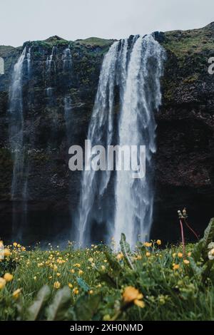 Nahaufnahme des Seljalandsfoss Wasserfalls mit gelben Wildblumen im Vordergrund, Island. Stockfoto