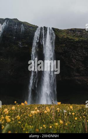 Nahaufnahme des Seljalandsfoss Wasserfalls mit gelben Wildblumen im Vordergrund, Island. Stockfoto