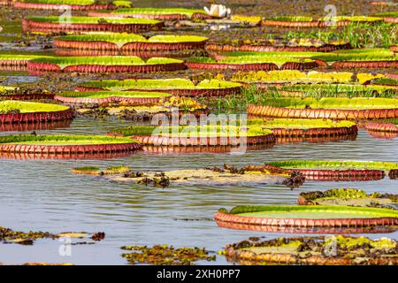 Riesenwasserlilie (Victoria amazonica) Pantanal Brasilien Stockfoto