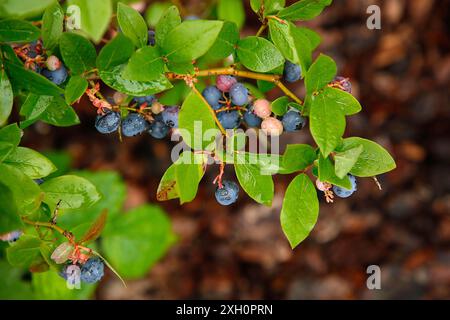 Heidelbeeren und grüne Blätter auf einem regendurchtränkten Zweig mit sichtbaren Reifen und unreifen Beeren Stockfoto