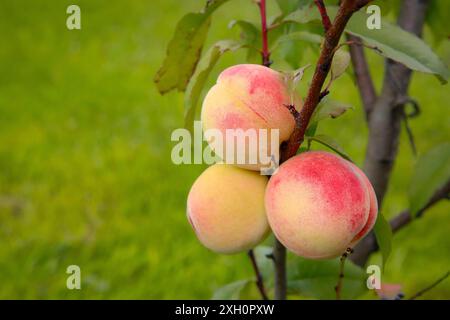 Drei reife Pfirsiche hängen an einem Ast mit grünem, grasbewachsenem Hintergrund Stockfoto