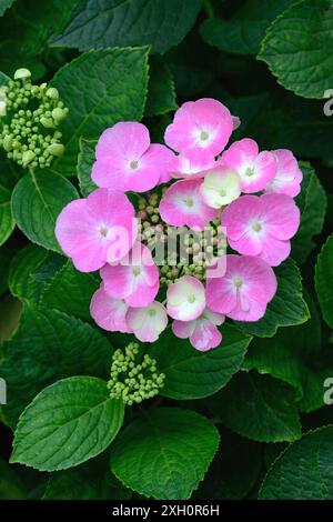 Blühplatte Hortensie, rosa, Hortensie serrata Stockfoto