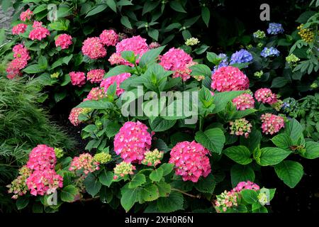 Blühende Hortensie, rosa, Hortensie macrophylla Stockfoto