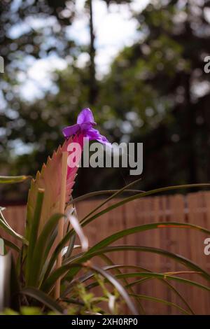 Eine blaue tillandsia (Tillandsia cyanea) steht vor einem Holzzaun, umgeben von grünen Blättern und Bäumen im Hintergrund, Mailand, Italien Stockfoto