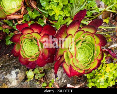 Grüne Rosetten und rote äußere Blätter des fleischigen Sukkulenten, Aeonium „Cyclops“ Stockfoto