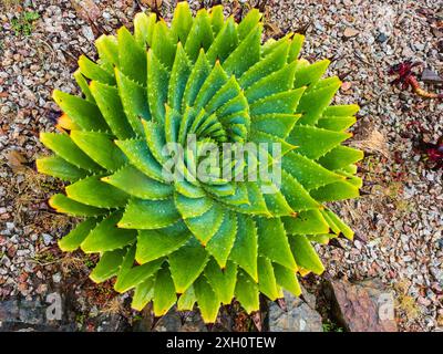 Charakteristische spiralförmige Laubrosette der harten saftigen Nationalpflanze von Lesotho, Aloe polyphylla Stockfoto