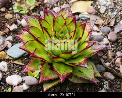 Rot umrandetes, spitzes, fleischiges Laub in einer engen Rosette des Frostes zartes saftiges Echeveria agavoides 'Lipstick' Stockfoto