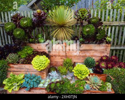 Dekorative Sukkulenten im Surreal Succulents, Tremenheere Sculpture Garden, Penzance, Großbritannien Stockfoto