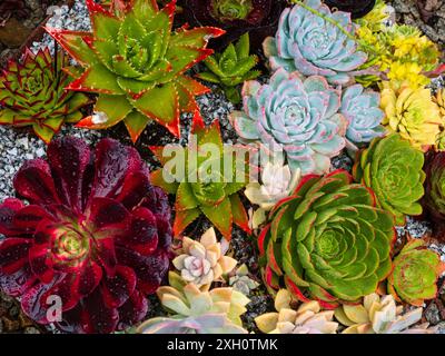 Dekorative Sukkulenten im Surreal Succulents, Tremenheere Sculpture Garden, Penzance, Großbritannien Stockfoto