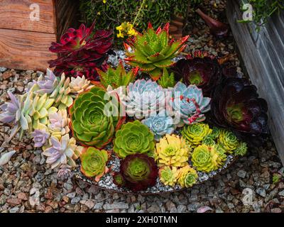 Dekorative Sukkulenten im Surreal Succulents, Tremenheere Sculpture Garden, Penzance, Großbritannien Stockfoto