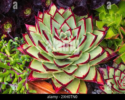 Roter Rand, spitzes, fleischiges Laub in einer engen Rosette des Frostes zartes saftiges Echeveria agavoides 'Ebony' Stockfoto