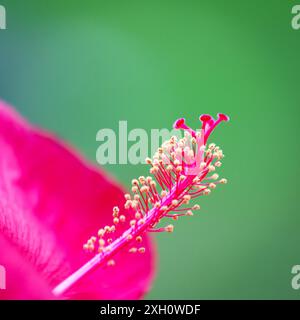 Hibiskus in voller Blüte Stockfoto