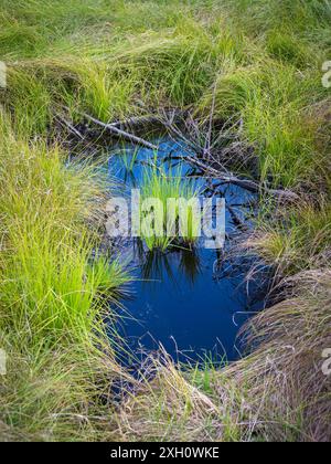 Kleiner Teich am Anlegeplatz Sumpf in Österreich Stockfoto