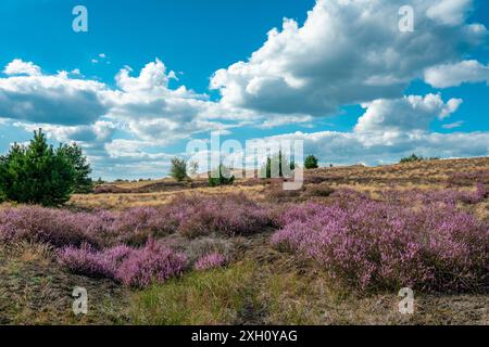 Landschaftliches Panorama einer deutschen Heidepflanzenlandschaft im Herbst mit lila blühenden erica-Pflanzen, Birken und einem schönen blauen Himmel Stockfoto