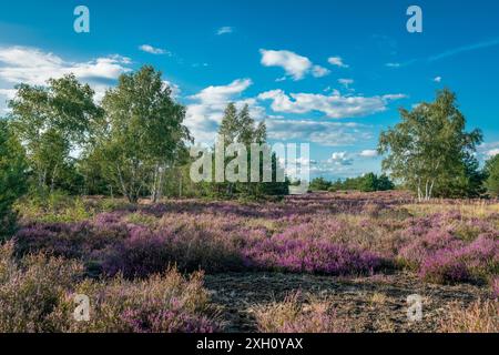 Landschaftliches Panorama einer deutschen Heidelandschaft im Herbst mit lila blühenden erica-Pflanzen, Birken und einem dramatischen bewölkten Himmel Stockfoto