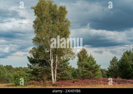 Landschaftliches Panorama einer deutschen Heidelandschaft im Herbst mit lila blühenden erica-Pflanzen, Birken und einem dramatischen bewölkten Himmel Stockfoto