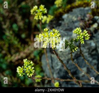 Blasser Steinpilz, Petrosedum sediforme, in Blüte Stockfoto