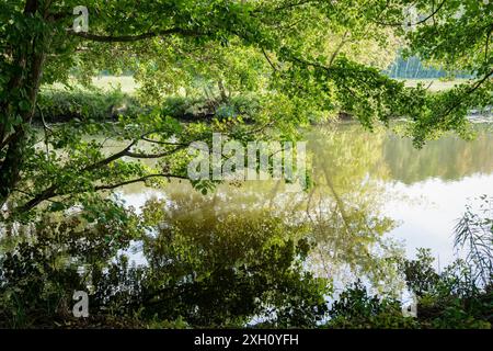 Grüntöne entlang des Flussufers an der Brandenburger Dahme im Herbst Stockfoto