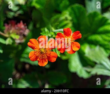 Scarlet Avens (Geum coccineum) Nahaufnahme von Blumen. Botanischer Garten Kit, Karlsruhe, Baden Württemberg, Deutschland Stockfoto