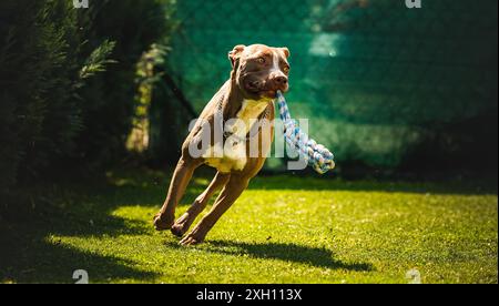 Hund läuft im Garten, Amstaff Terrier mit Spielzeugseil läuft in Richtung Kamera. Aktives Hundeschema Stockfoto