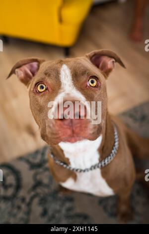 Hund, Amstaff Terrier sitzt und blickt nach oben, in Richtung Kamera. Vertikales Foto Stockfoto