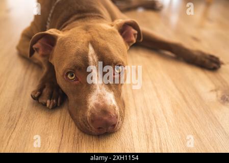 Hund, der drinnen auf Holzboden liegt, brauner Amstaff-Terrier ruht, große traurige Augen, die in die Kamera schauen. Hundedesign Stockfoto
