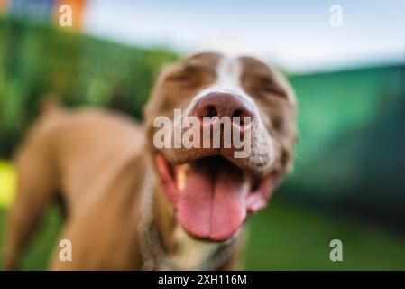 Nahaufnahme von Amstaff Hund braune Nase im Freien Hintergrund. Selektive Fokussierung auf Nasendetails Stockfoto