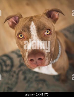 Hund, Amstaff Terrier sitzt und plündert auf, in Richtung Kamera. Vertikales Foto Stockfoto