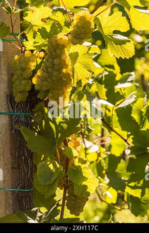 Ernten von weißen Trauben mit grünen Blättern auf der Rebe. Frisches Obst. Erntezeit im frühen Herbst. Weinberg-Konzept Stockfoto