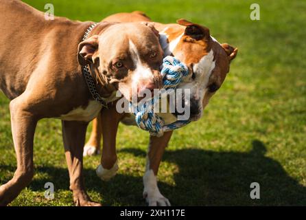 Zwei Hunde amstaff Terrier spielen Tauziehen draußen. Junge und alte Hunde haben Spaß im Garten. Hundedesign Stockfoto