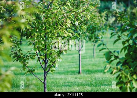 Neuer Obstgarten mit Kirschbäumen, die in Reihen wachsen Stockfoto