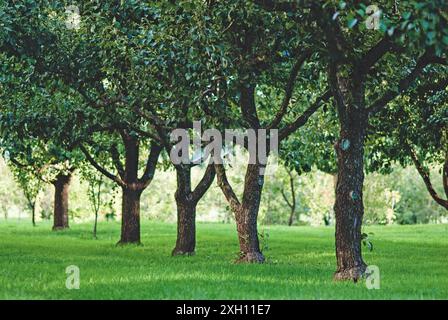 Obstbäume wachsen in Reihen im Obstgarten Stockfoto