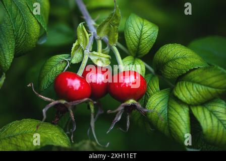 Hagebutte, Frucht der süßen brier-Früchte (Rosa rugosa), die auf Büschen wachsen Stockfoto