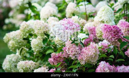 Hortensia paniculata blühte im Freien, Vanille Fraise panikierte Hortensien mit rosa und weißen Blumen im Sommergarten Stockfoto