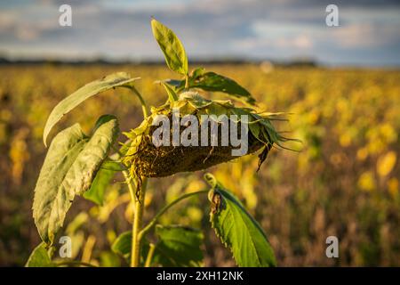 Nahaufnahme einer verwelkten Sonnenblume auf einem Feld Stockfoto