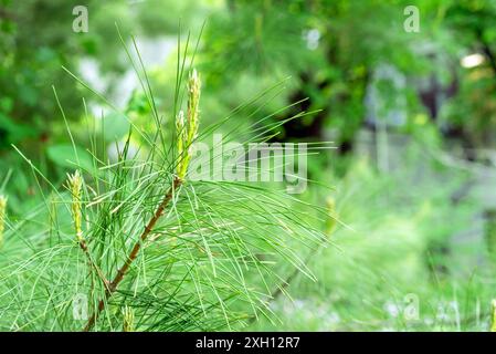 Weymouth-Kiefer, Pinus Strobus oder östliche Weißkiefer, nördliche Weißkiefer, Weißkiefer. Stockfoto