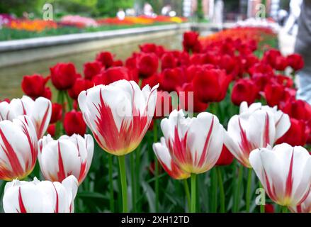 Weiße Tulpen Gesner's mit roten Streifen und roten Tulpen blühen in einem Blumengarten. Stockfoto