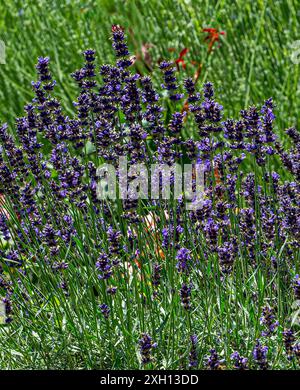 Lavandula angustifolia (gewöhnlicher Lavendel, echter Lavendel, Gartenlavender) blüht im Garten Stockfoto