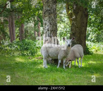 Zwei Lämmer ernähren sich von Gras neben einem Baum auf einer Waldlichtung. Sonnenlicht fällt auf das Gras und ein Wald ist im Hintergrund. Stockfoto