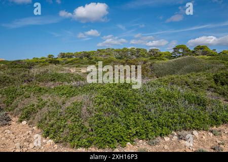 Mediterraner Wald und Buschland, Küste von Santanyi, Mallorca, Spanien Stockfoto