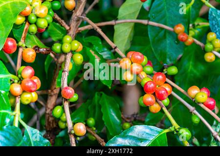 Bunte Kaffeebrücke auf einem Baum. Aufgrund der Farbe reifer Kaffeefrüchte sind rot oder violett, die Frucht wird offen als Kaffeekirsche bezeichnet Stockfoto