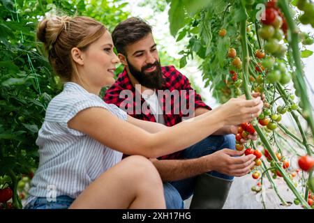 Erfolgreiche Bauernfamilie, Paar, das sich mit dem Anbau von Bio-Gemüse in Gewächshäusern beschäftigt, Tomaten Stockfoto