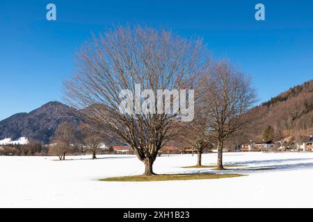 Bäume im verschneiten Ruhpolding vor einem Bergpanorama Stockfoto