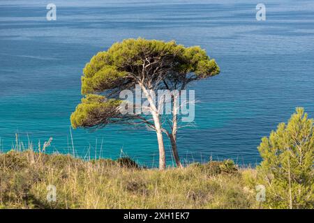 Kiefer in der Bucht von es Calo bei Betlem, Mallorca Stockfoto