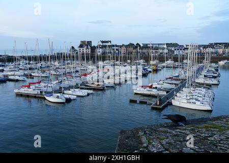 Frankreich, Bretagne, südlicher Teil des Departements Finistère, Concarneau, Krähe und Blick auf den Jachthafen von der Stadtmauer der Ville Close, Stockfoto