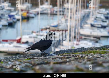 Frankreich, Bretagne, südlicher Teil des Departements Finistère, Concarneau, Krähe und Blick auf den Jachthafen von der Stadtmauer der Ville Close, Stockfoto