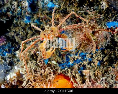 Eine Skorpionspinne (Inachus), Spinnenkrabbe, mit langen Beinen und Klauen auf einem Algenbett. Tauchplatz Rinvyle, Co. Galway, Irische See, Nordatlantik Stockfoto