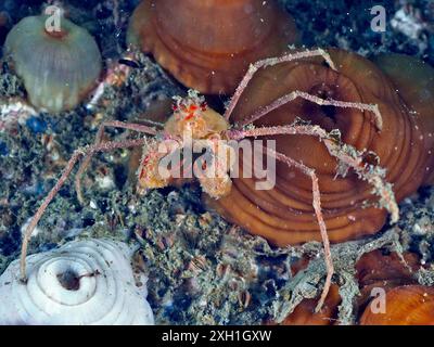 Eine langbeinige Skorpionspinne (Inachus) auf einem Riff unter Wasser. Tauchplatz Rinvyle, Co. Galway, Irische See, Nordatlantik, Irland Stockfoto